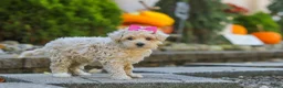 Maltipoo dogs for sale: Maple - Ad 2