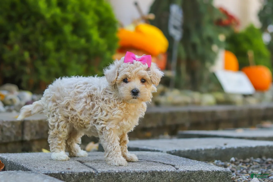Maltipoo dogs for sale: Maple - Ad 2