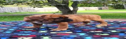 Mixed Breed dogs for sale: Zara - Ad 5