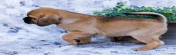 Puggle dogs for sale: Billy - Ad 8