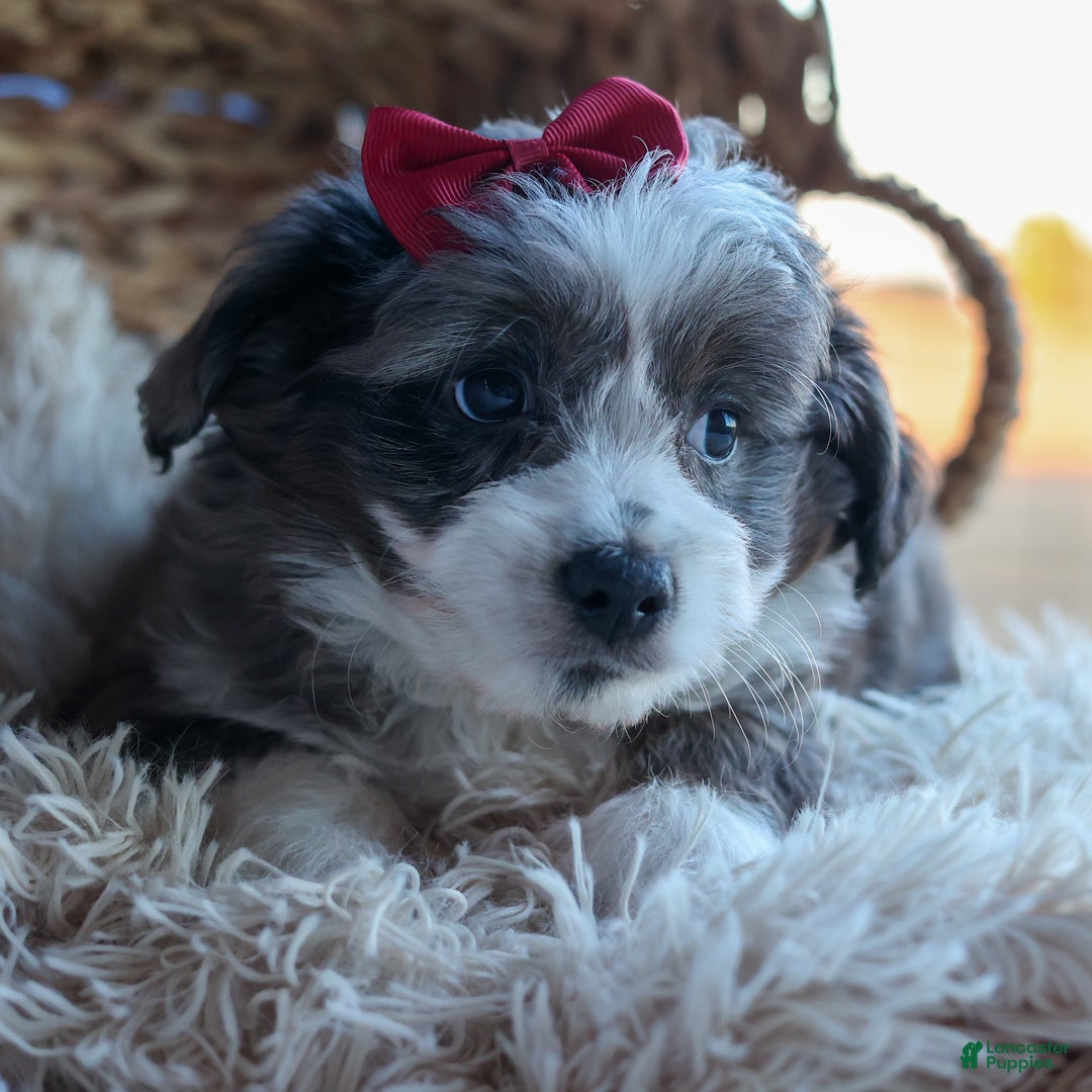 Mini Aussiedoodle dogs for sale: LEON - Ad 13