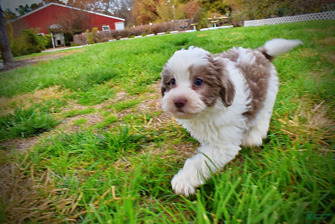 Havapoo dogs for sale: Nabisco - Ad 23