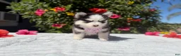Pomsky dogs for sale: Percy - Ad 3