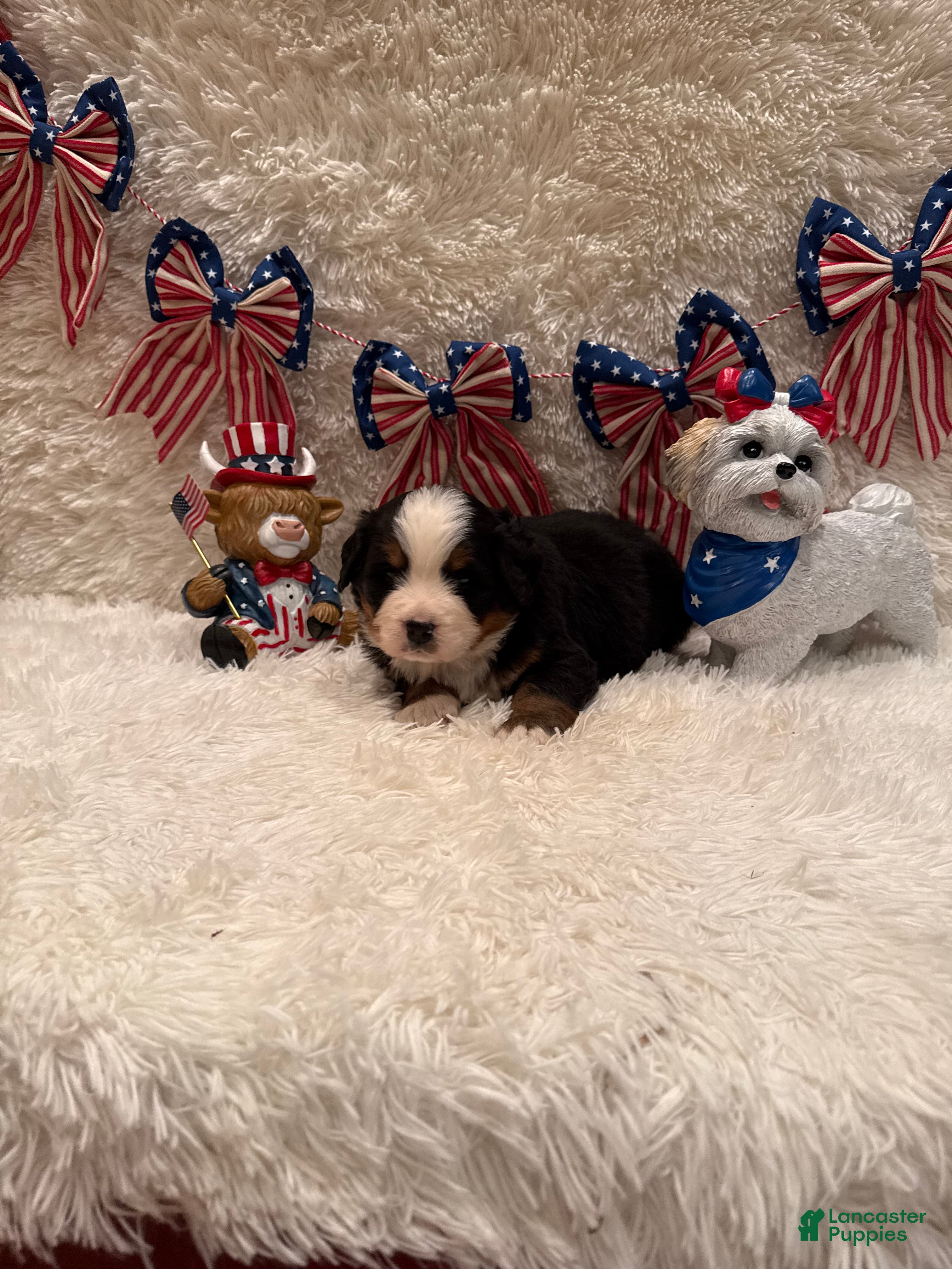 Bernese Mountain Dog dogs Garrett - Ad 4
