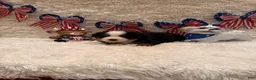 Bernese Mountain Dog dogs for sale: Garrett - Ad 15