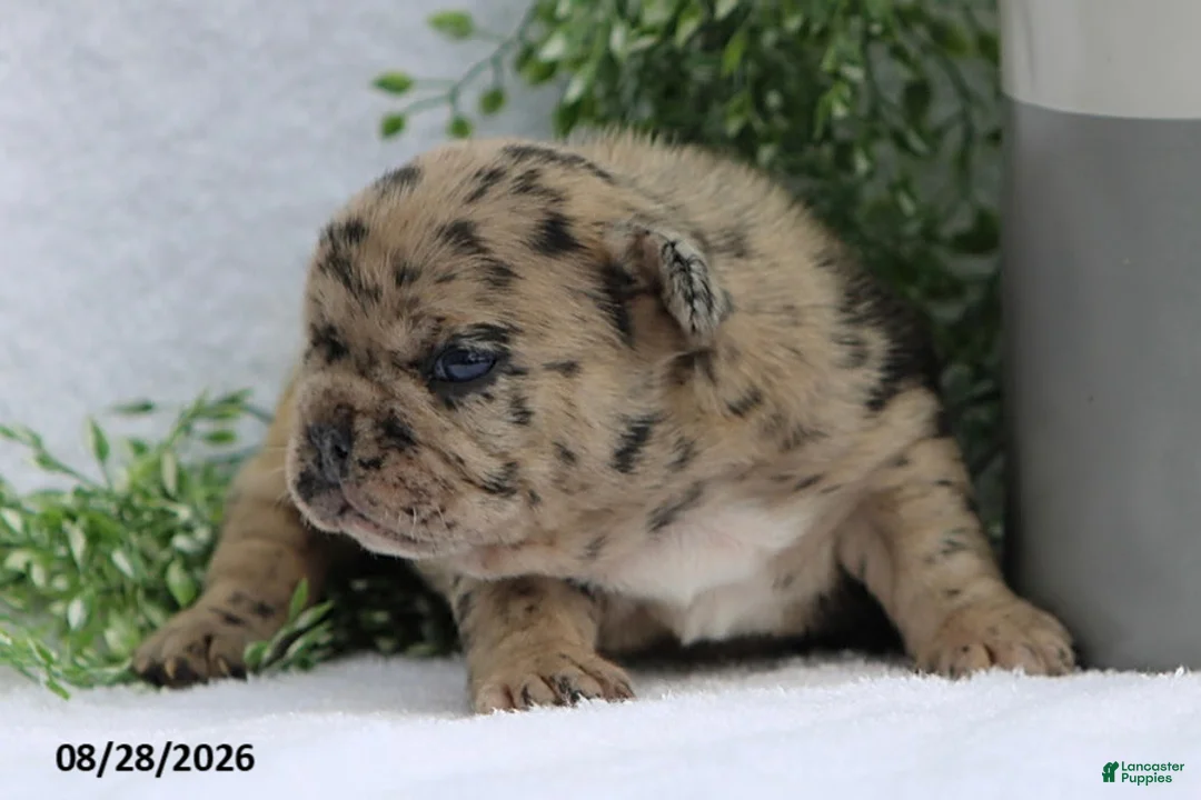 French Bulldog dogs for sale: Daisy - Ad 2