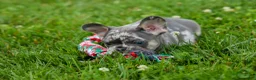 French Bulldog dogs for sale: Knox 💙 - Ad 19