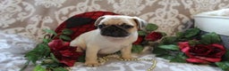Pug dogs for sale: Casey - Ad 7