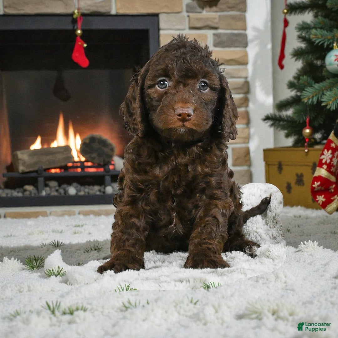 Cockapoo dogs for sale: chester - Ad 1