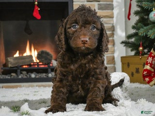 Cockapoo dogs chester - Ad 10