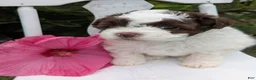 Shihpoo dogs for sale: Jewel - Ad 1