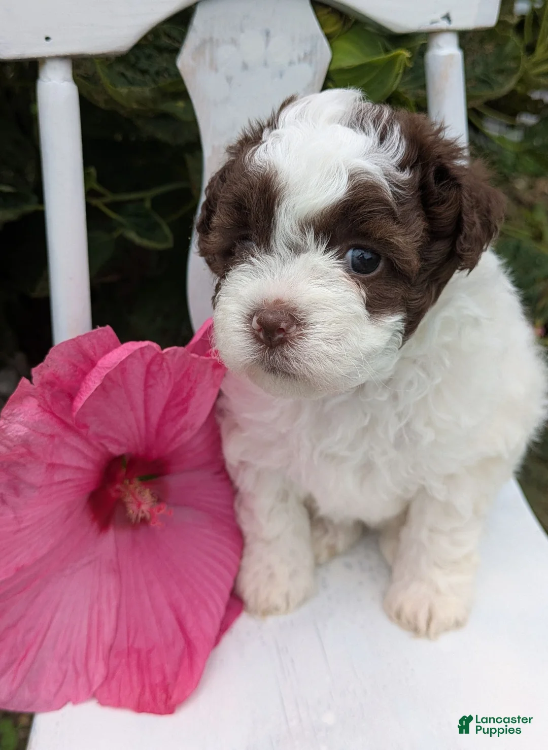 Shihpoo dogs for sale: Jewel - Ad 1