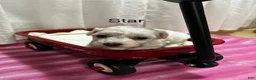 Bichon Frise dogs for sale: Bichon Frise 4 star - Ad 2