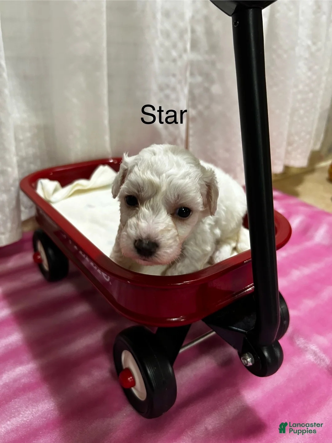 Bichon Frise dogs for sale: Bichon Frise 4 star - Ad 2