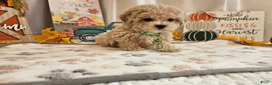 Charlie