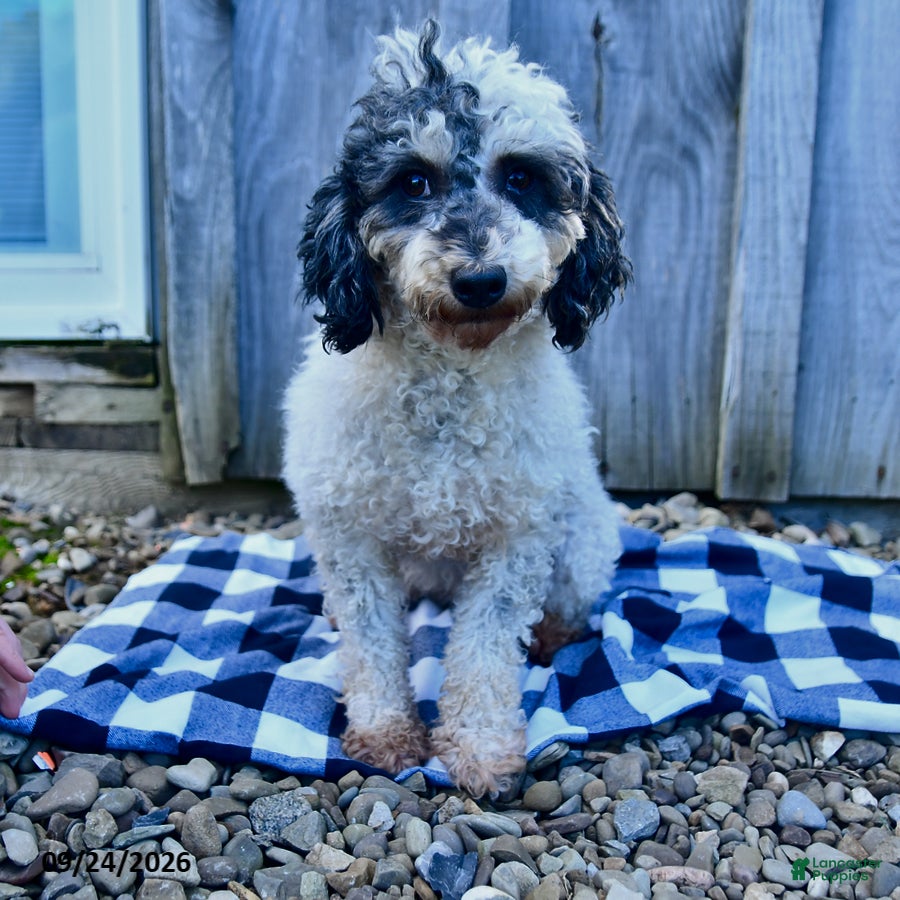 Miniature Poodle dogs for sale: Girl - Ad 3