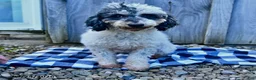 Miniature Poodle dogs for sale: Girl - Ad 1