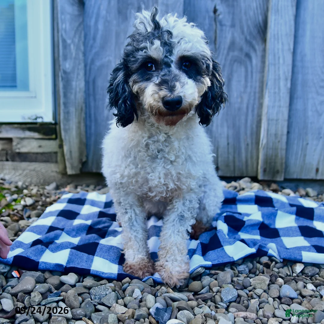 Miniature Poodle dogs for sale: Girl - Ad 1