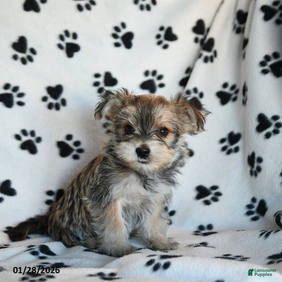 Morkie dogs Nash - Ad 10