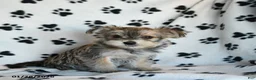 Morkie dogs for sale: Nash - Ad 1