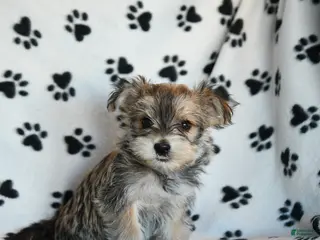 Morkie dogs Nash - Ad 10