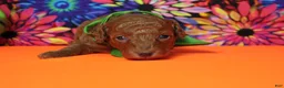 Mixed Breed dogs for sale: Tangelo - Ad 5
