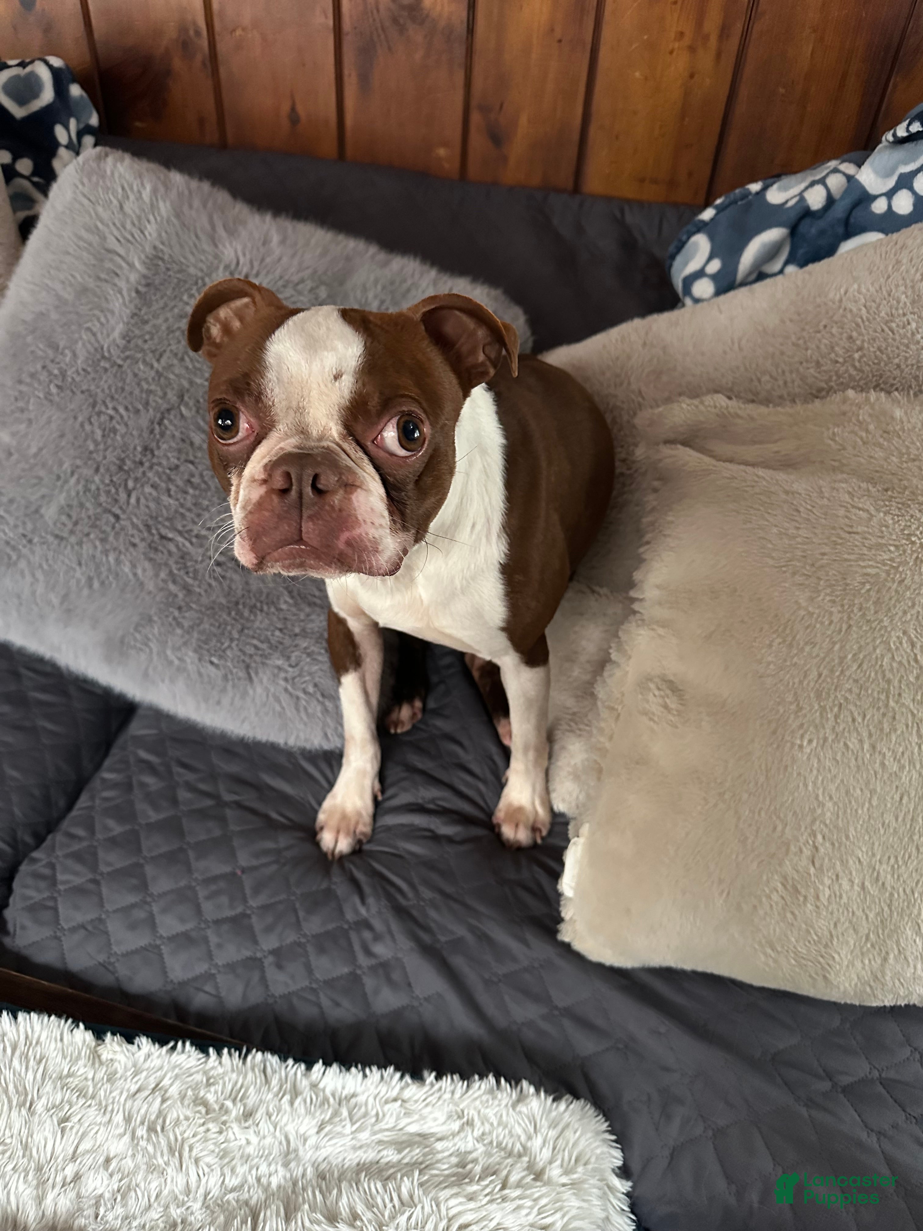 Boston Terrier dogs Male ACA Boston Terrier  - Ad 11