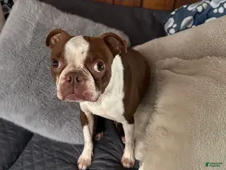 Boston Terrier dogs Male ACA Boston Terrier - Ad 11