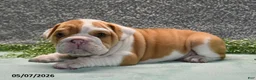 English Bulldog dogs for sale: Jackson - Ad 2
