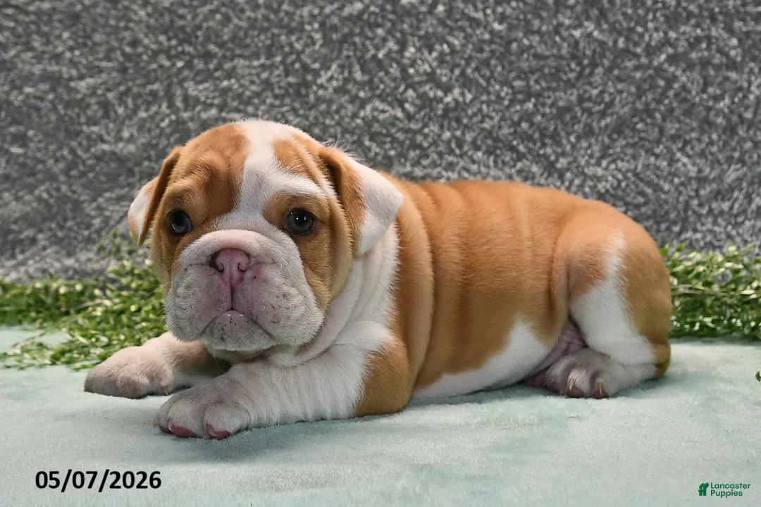 English Bulldog dogs for sale: Jackson - Ad 2
