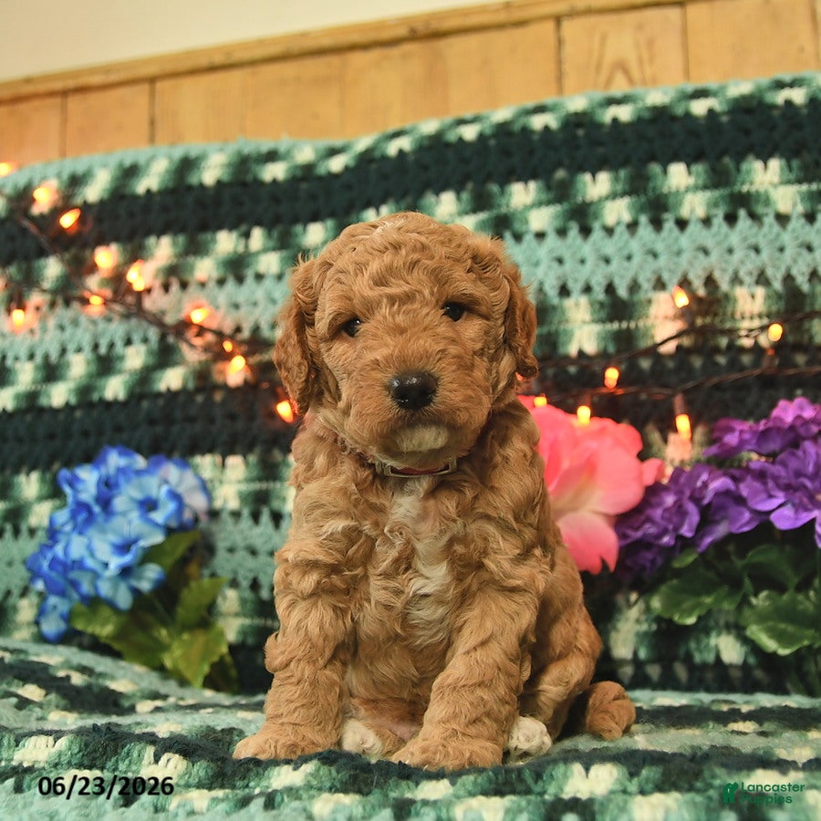 Mini Goldendoodle dogs Huffy  - Ad 1