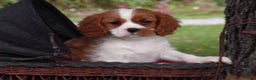 Cavalier King Charles Spaniel dogs for sale: Hudson - Ad 9