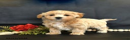 Maltipoo dogs for sale: Maverick - Ad 3