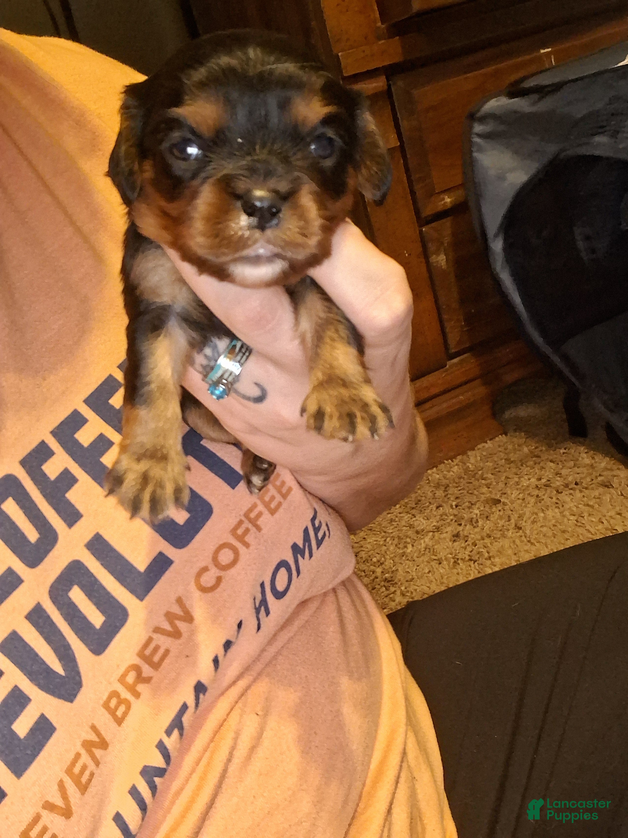 Cavalier King Charles Spaniel dogs Lola - Ad 20