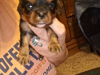 Cavalier King Charles Spaniel dogs Lola - Ad 20