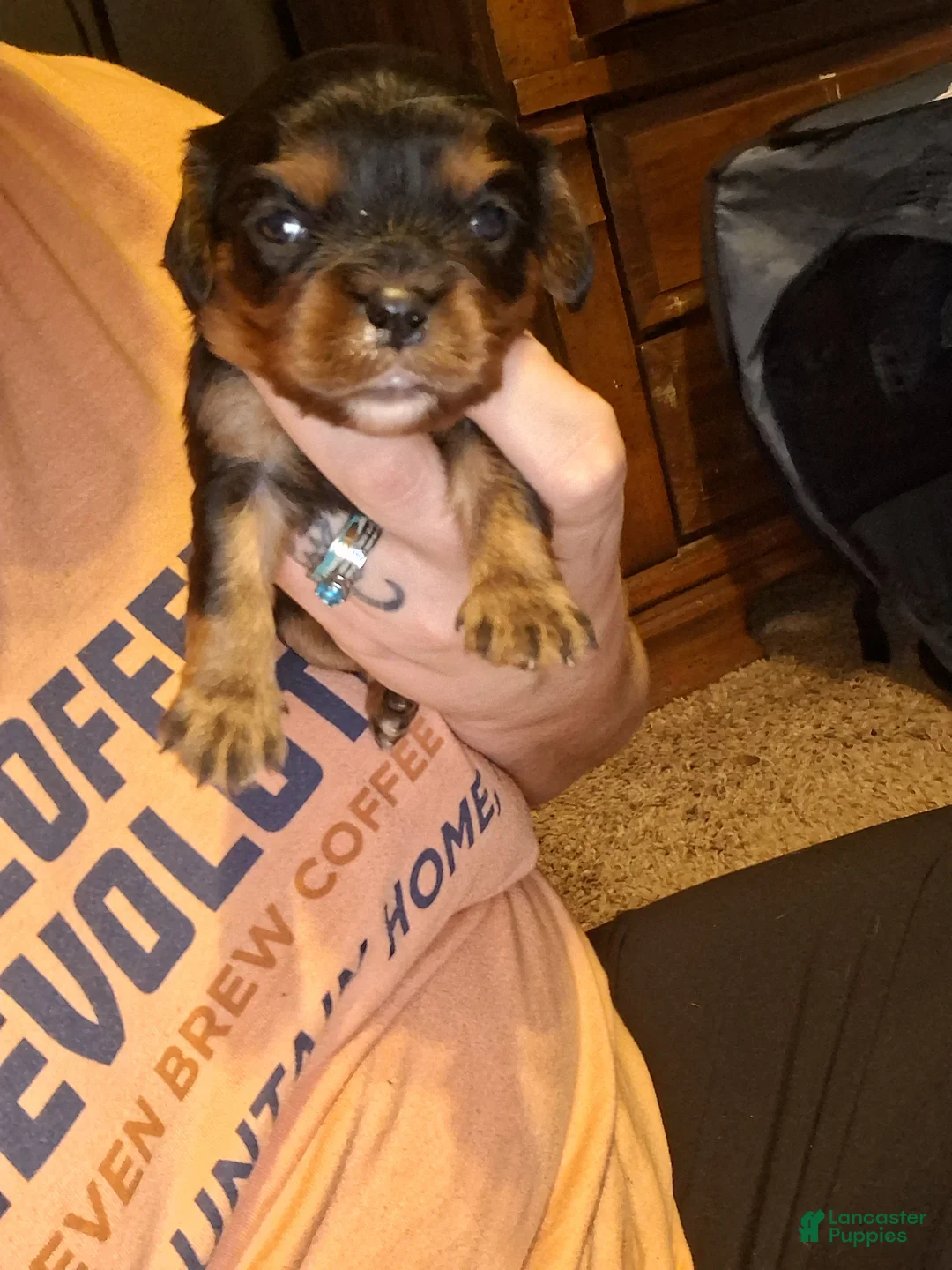 Cavalier King Charles Spaniel dogs for sale: Lola - Ad 1