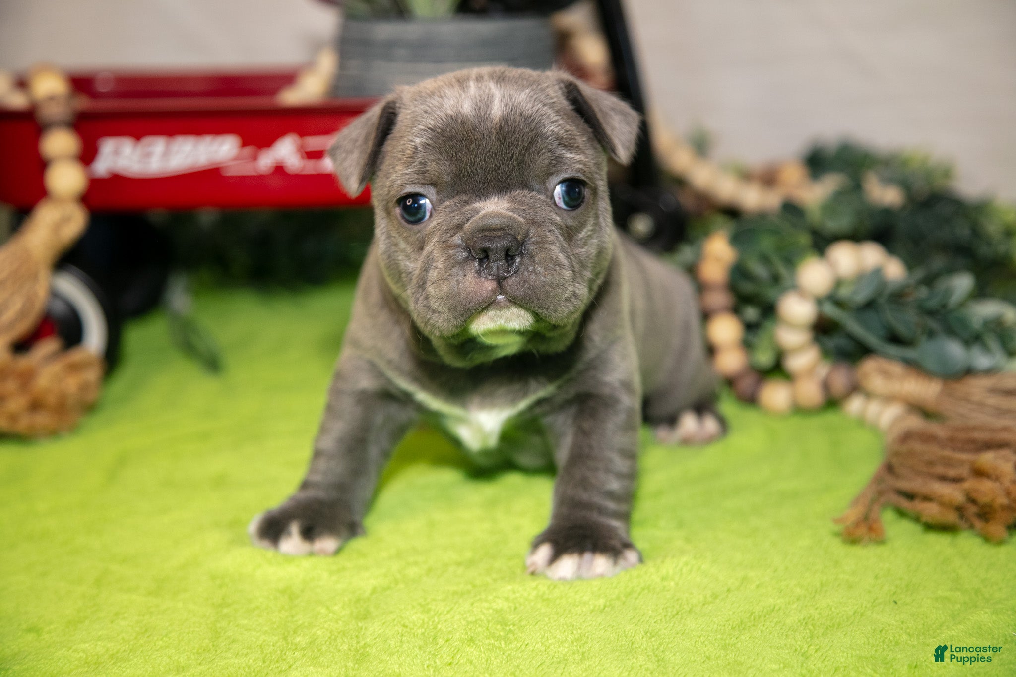 Frenchton dogs Vinny - Ad 1