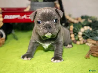 Frenchton dogs for sale: Vinny - Ad 1