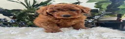 Mini Goldendoodle dogs for sale: Ava - Ad 6