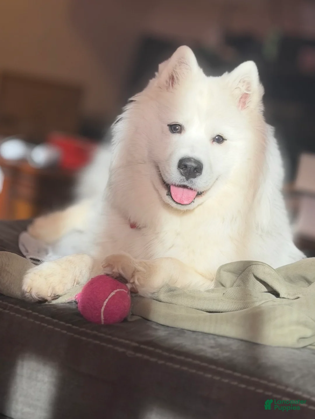 Mixed Breed dogs for sale: Princess - Ad 8