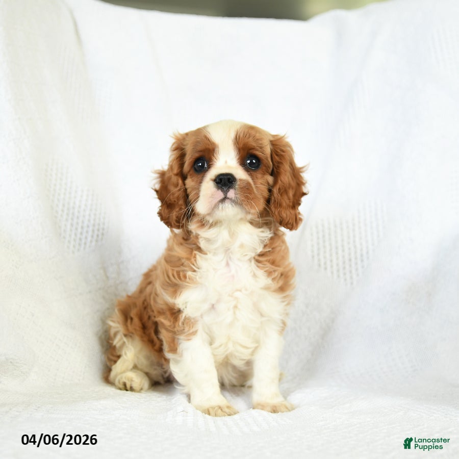 Cavalier King Charles Spaniel dogs Chase - Ad 1