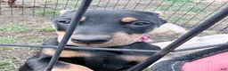 Doberman Pinscher dogs for sale: Doberman Pinscher Puppy 5 - Ad 3
