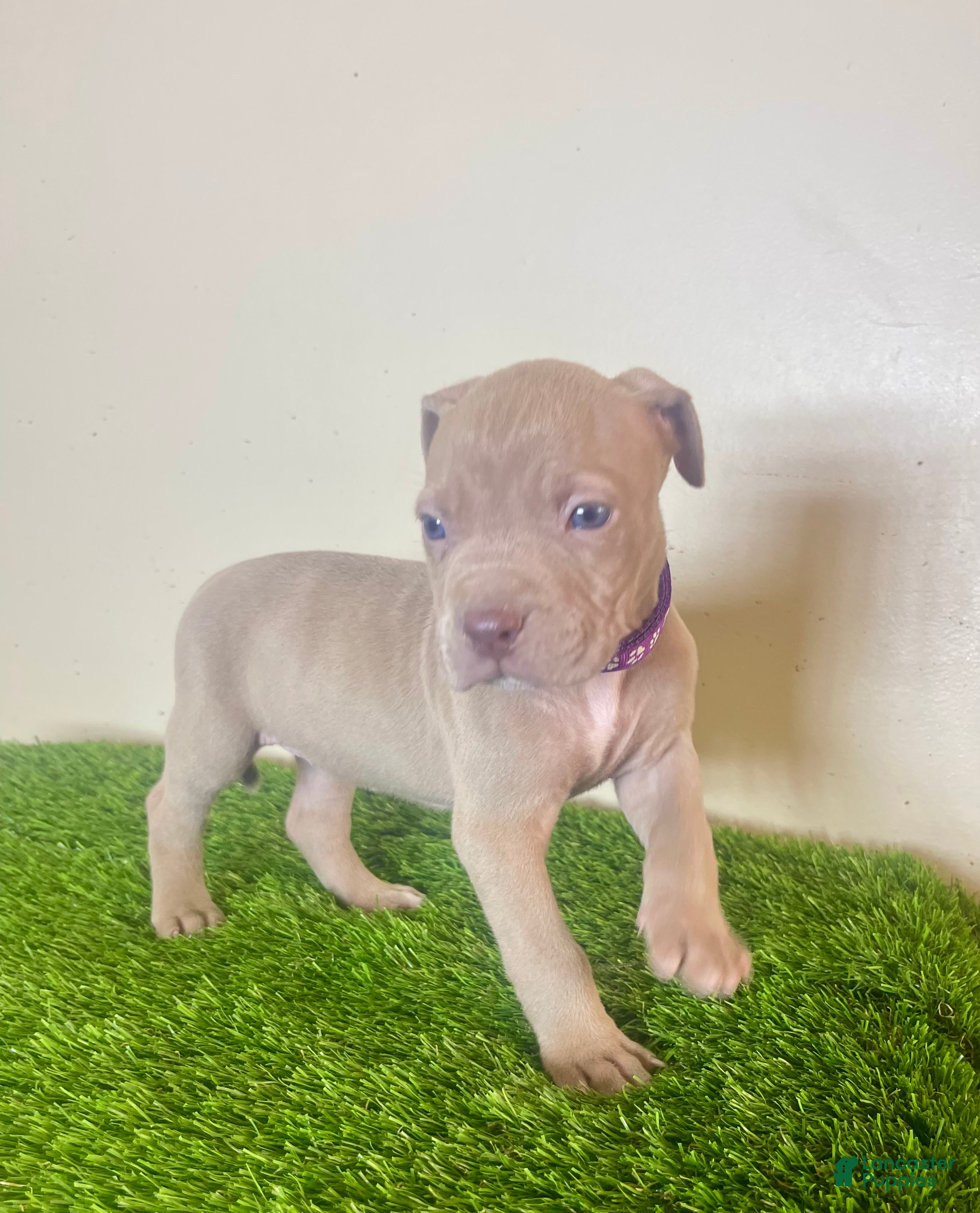 American Bully dogs American Bully Female 3 - Ad 2