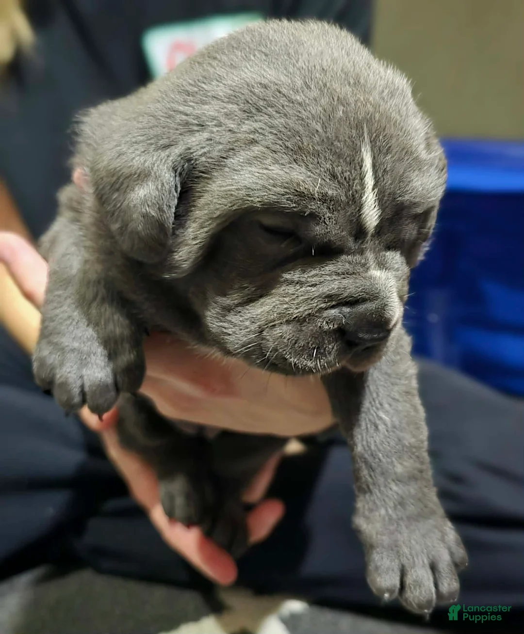 Cane Corso dogs for sale: Stella - Ad 4