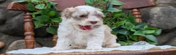 Havanese dogs for sale: Niko - Ad 7