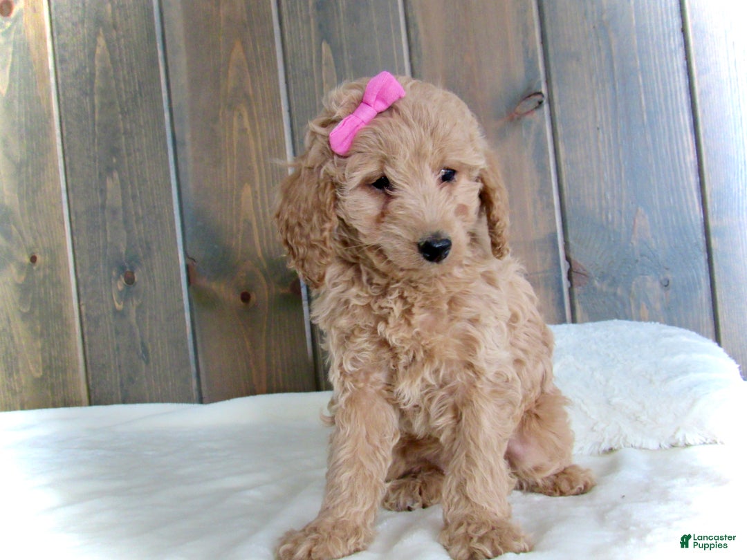 Mini Goldendoodle dogs for sale: Mindy - Ad 18