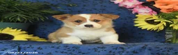 Welsh Corgi Pembroke dogs for sale: Grayson - Ad 4
