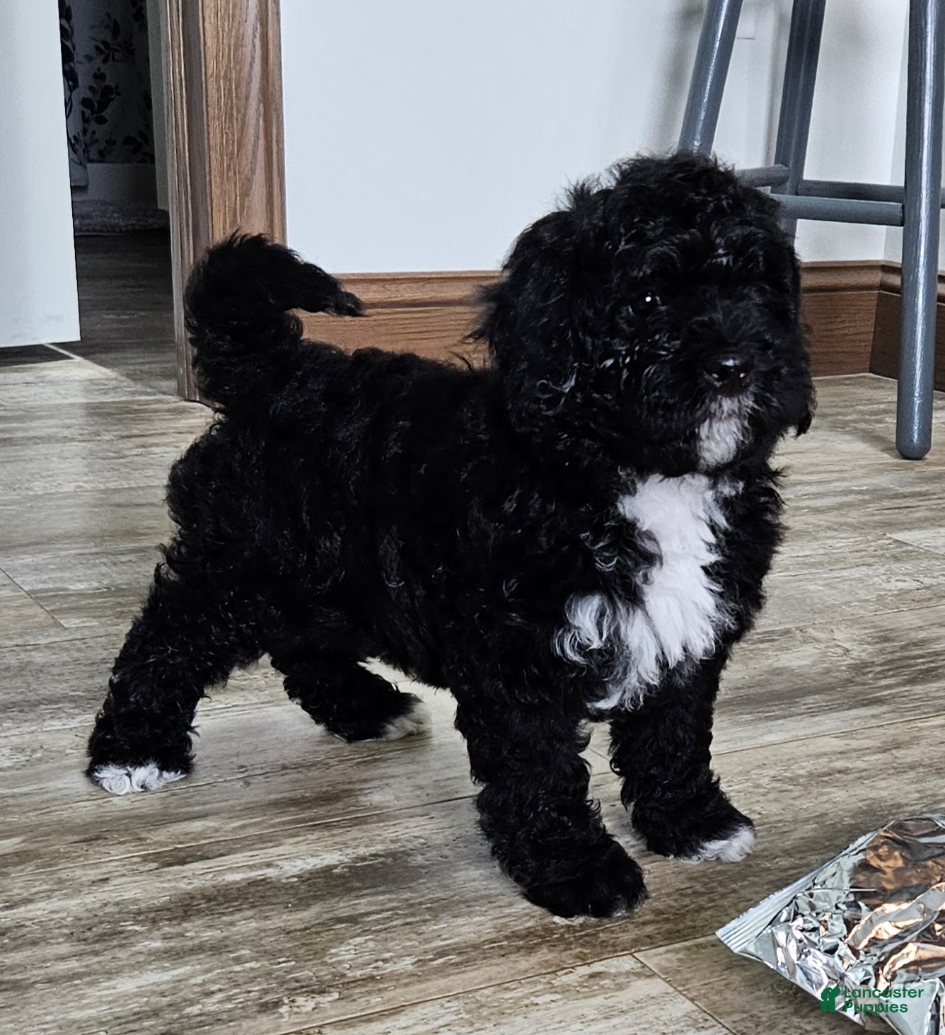 Mini Bernedoodle dogs Conner - Ad 2