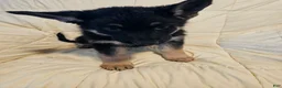German Shepherd dogs for sale: Black Collar - Ad 3