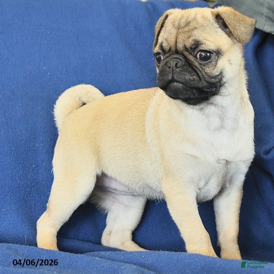 Pug dogs Janet - Ad 2